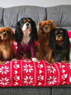 "Spare a coin for a tail wag?  Donate to our furry friends in need! Every penny counts, and every paw is grateful. ' #DogsInNeed #DonateToday #FurryFriendsForever"